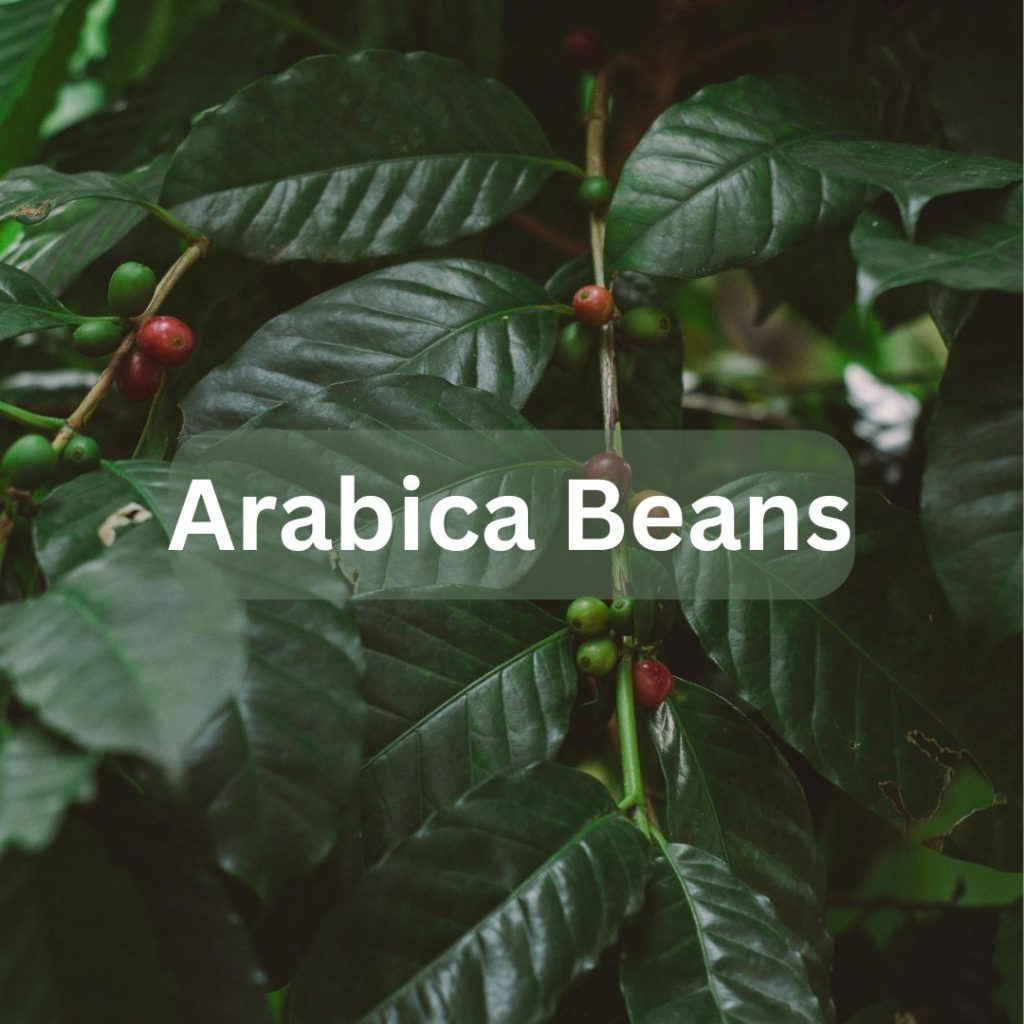 Arabica Beans