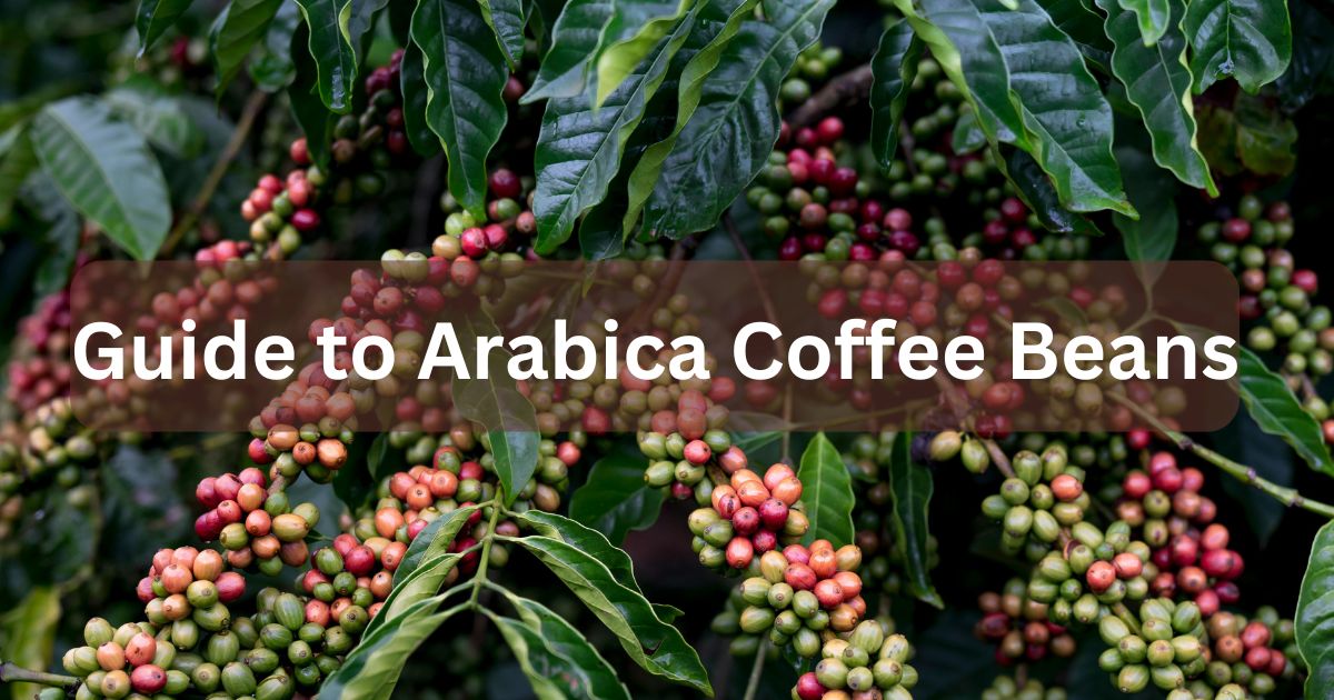 Guide to Arabica Coffee Beans