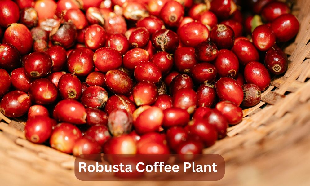 Robusta Coffee Plant